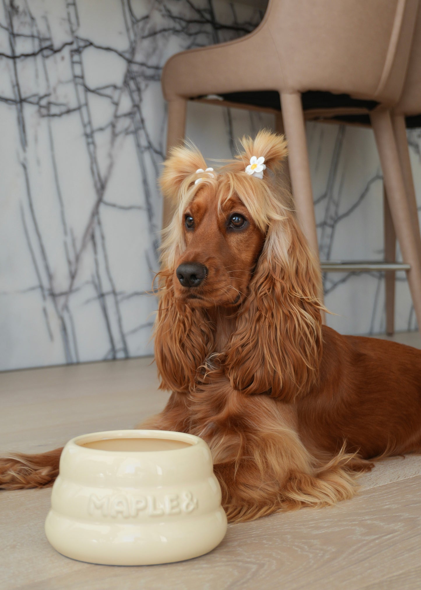 Medium Oat Glaze ceramic dog bowl for long-eared breeds. Keeps ears clean and dry. Beautiful Cocker spaniel pup.