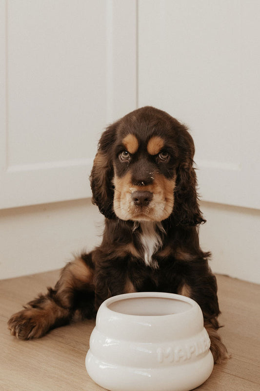 2 x Long Eared Dog Bowls + 1 Slow Feeder Insert Bundle