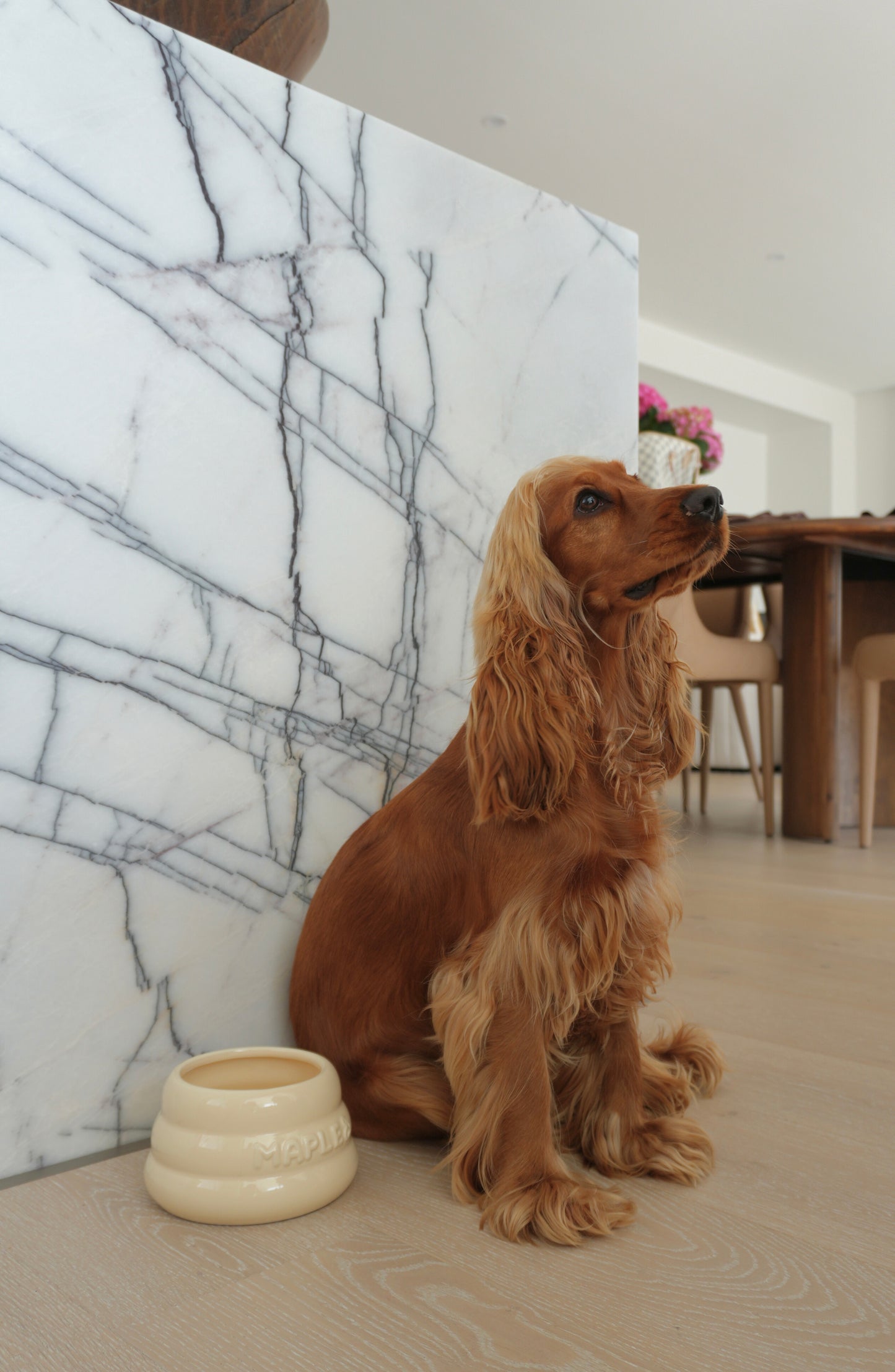 Maple, a golden cocker spaniel puppy, next to an Oat Glaze ceramic dog bowl for long-eared breeds
